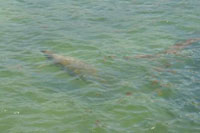 It's easy to see how the seaweed is good cover for the manatee (center). (Photo courtesy of Curaçao Wildlife) 