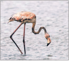 Tientallen dieren in het natuurgebied werden besmeurd door olie, zoals de flamingo’s. FOTO’S LOEK HEIJST