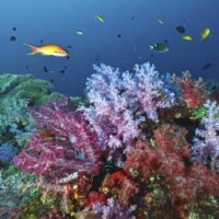 Organisaties slaan alarm over conditie van Caribisch koraal Foto |   Thinkstock