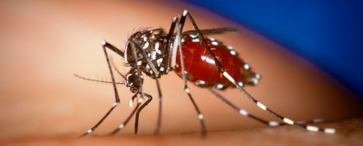 Chikungunya-virus