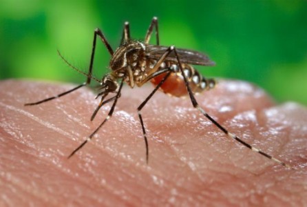 Miljoen mensen met chikungunya