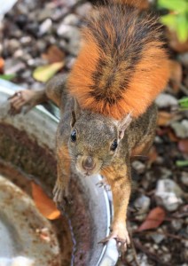 Een eekhoorn in de tuin is een opvallend beeld op Curaçao - Foto |  ©Hubert de Palm