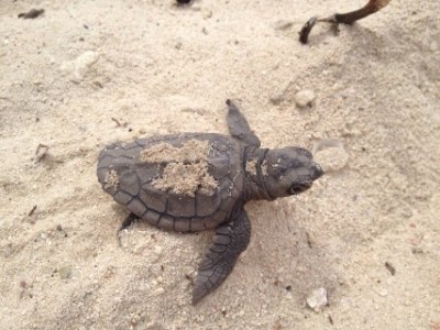 Schildpadjes bij Porto Mari