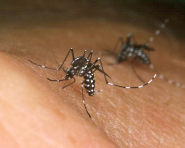Chikungunya heeft een incubatietijd van twee tot twaalf dagen