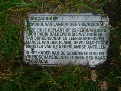 Curaçaoboom in Den Haag verdwenen | Foto |  Maurits Burgers