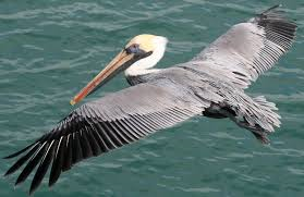 Pelikanen op St. Maarten nemen af