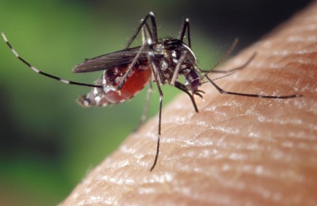 Aedes albopictus CDC (7)