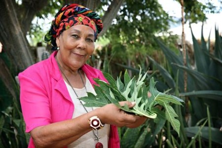 Dinah Veeris, op Curaçao een plaatselijk bekende kruidenvrouw, ziet patiënten met het virus regelmatig binnenkomen. Volgens haar wil de overheid het probleem onder de pet houden om het toerisme niet te schaden. | Foto: Johannes Dalhuijsen
