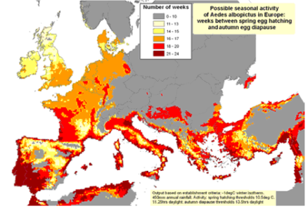 Mogelijke seizoensactiviteit van de Aedes albopictus in Europa: aantal weken tussen het uitkomen van de eitjes in de lente en de egg-diapause (uitstel in de ontwikkeling) in de herfst (10)