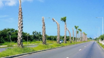De palmbomen voor verwijdering. Zoals op deze foto van vorige week te zien is, stonden de palmen er gehavend bij.
