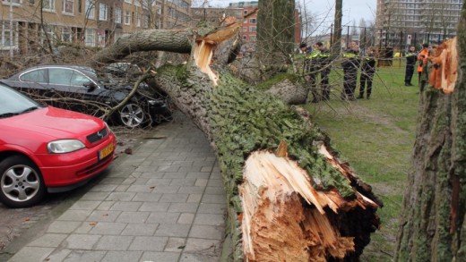 In Rotterdam viel een boom op vijf auto's | Foto ©AS Media