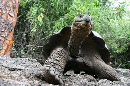 Galapagos-reuzenschildpad