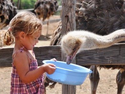Ostrich Farm  | Picture This Curacao - Manon Hoefman