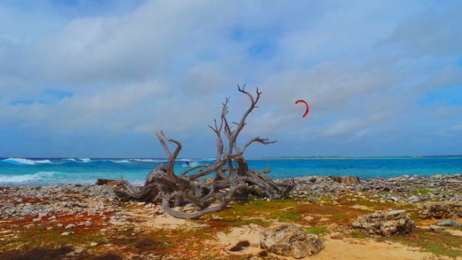 Bonaire | Picture This Curacao - Manon Hoefman