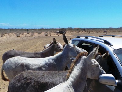 Donkey Farm Bonaire | Picture This Curacao - Manon Hoefman