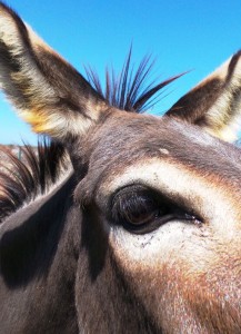 Donkey Farm Bonaire | Picture This Curacao - Manon Hoefman