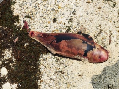 Baby potvis gevonden op het strand Bonaire