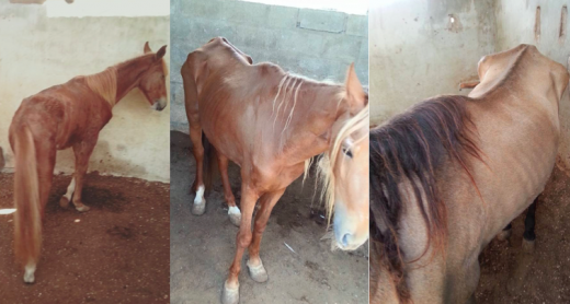 3 paarden in beslag genomen | Foto Kuida Kabai