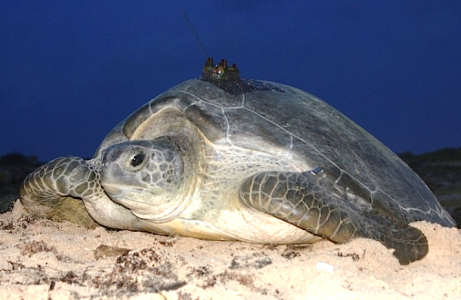 Derde groene zeeschildpad voorzien van een zendertje