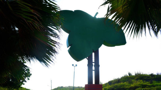 Het groene vijgenblad van Campo Alegre | Foto Persbureau Curacao