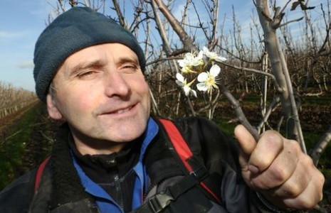 Fruitteler Thomas de Vree uit Dodewaard toont een van de vele bloesemknoppen in zijn boomgaard. Met name de perenbomen zijn gevoelig voor het zachte winterweer. Bloesem in de winter heeft de Betuwse fruitteler nog niet eerder meegemaakt.