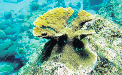 Dit is een vier jaar oud Elandgewei-koraal op het rif van Sea Aquarium, dat van larve naar volwassen koraal werd gekweekt.