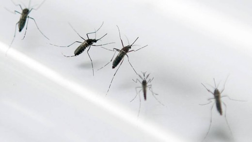 Aedes aegypti, de muggensoort die het zika-virus verspreidt | Foto  AFP