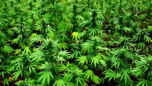 Tegen de 1000 kilo marihuana onderschept op Sint Maarten