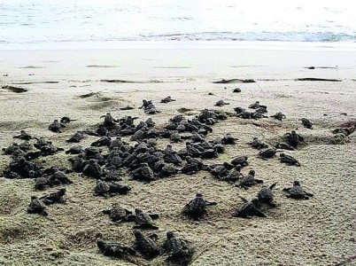 zeeschildpadden satelietzender