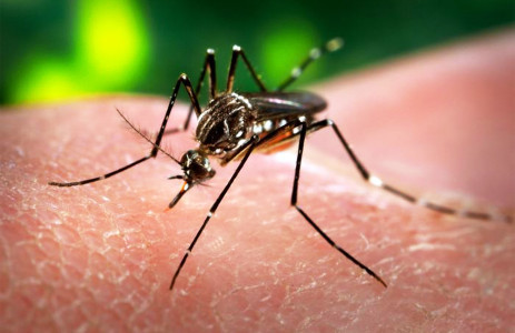 Amerika waarschuwt voor de Zika mug