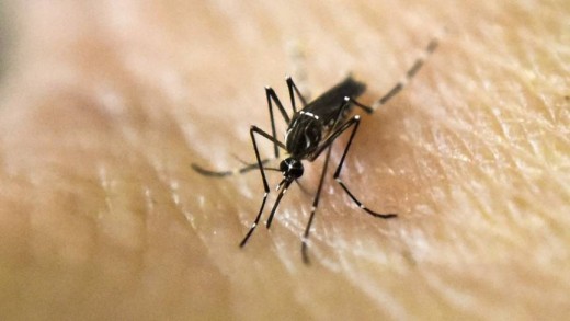 De mug die het zika-virus verspreidt | foto AFP