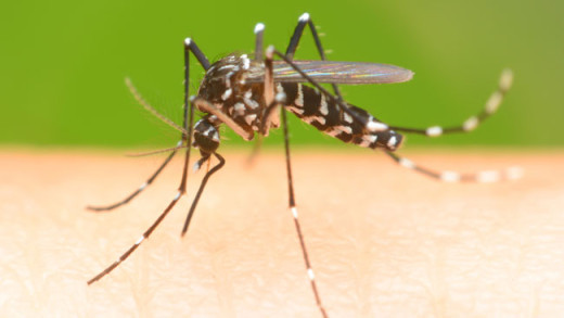 zika virusdengue-chikunguya
