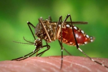 35 zika-gevallen op Curaçao