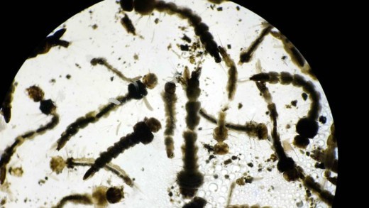 Larven van de Aedes Aegypti mug, de mug die het zika-virus verspreidt EPA