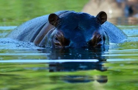 De groep nijlpaarden bestaat inmiddels uit zo’n 35 dieren: het is daarmee de grootste kudde buiten Afrika