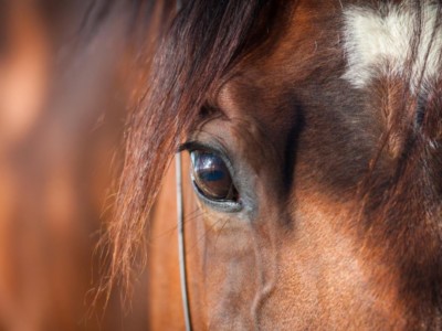 Honger: paard in dierentuin geslacht