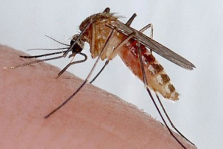 Mogelijk nieuwe drager zika-virus