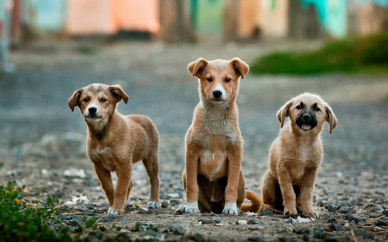De puppies van Curaçao Animal Rights Foundation (Carf)