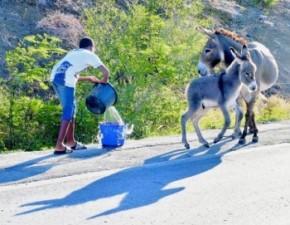 A school kid giving the donkeys water.