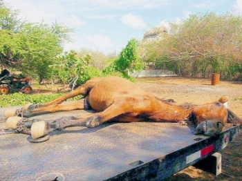 Men moest het vergiftigde paard van de zorgboerderij van Fundashon Verriet laten inslapen.