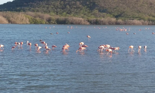 Natuurbeheer Jan Kok-flamingo's
