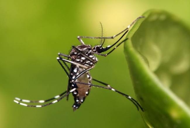 ParadiseFM | ‘Cijfers laten duidelijk zien dat er sprake is van een uitbraak van dengue op Curaçao’